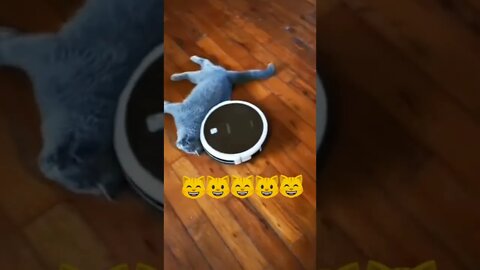 #shorts Смешные Коты Из Тик Тока 250 Funny Cats From Tiktok