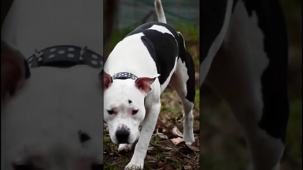 #N👑 #amstaff #amstaffpuppy #shortvideo