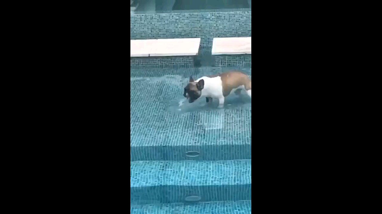 Funny cat and dog #pet #Animals #Funnyvideos