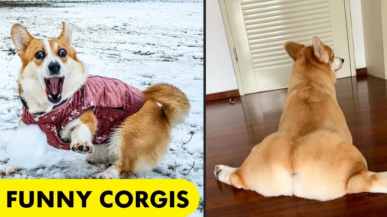 Oh no Oh no Oh no no no song | corgi TikTok compilation 2021