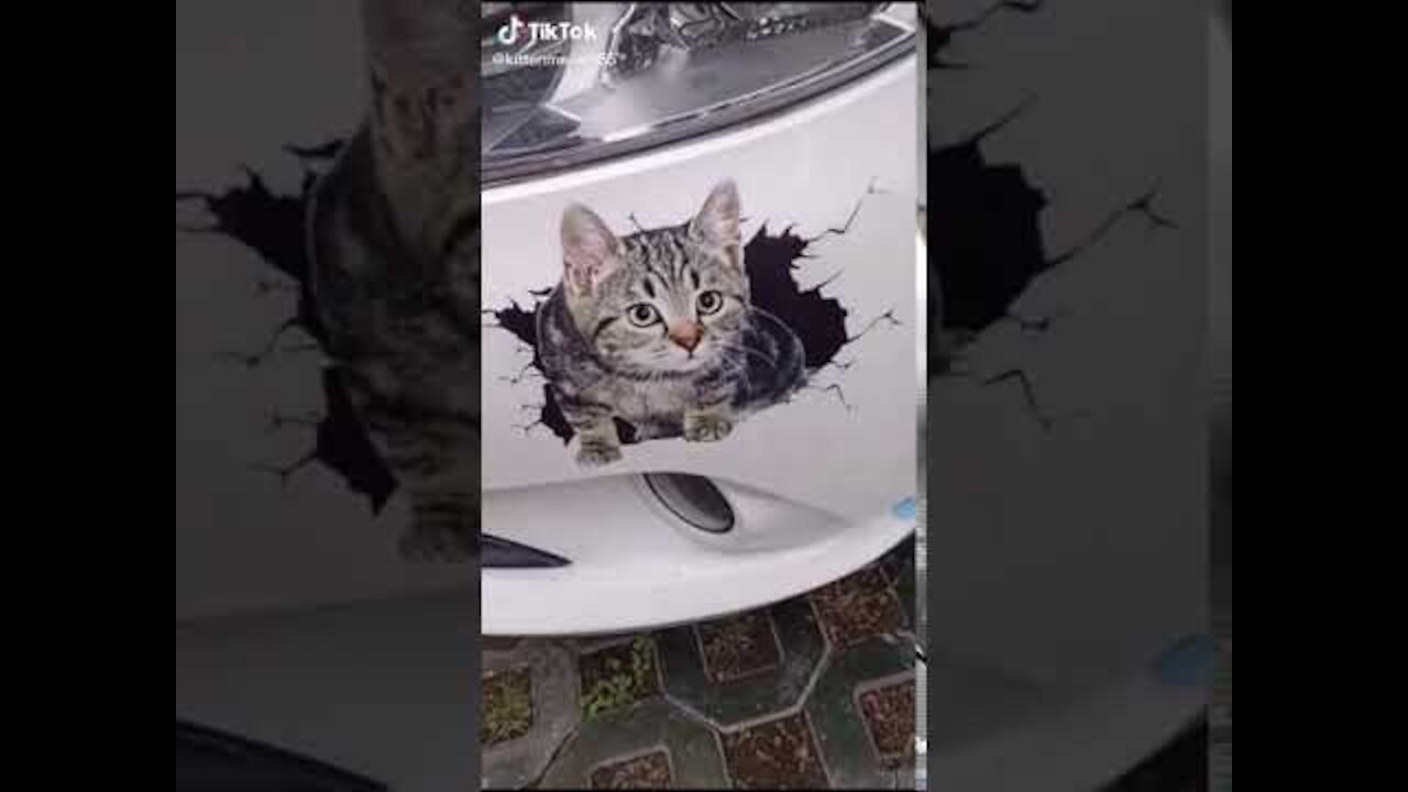 Lovely Cat, funny cats, funny cat videos 1212