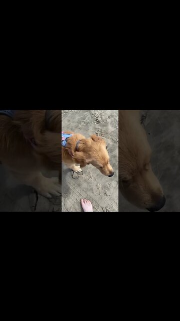 Puppy’s first trip to the beach #puppy #petsofinstagram