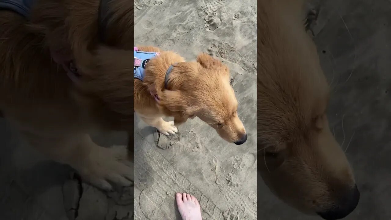 Puppy’s first trip to the beach #puppy #petsofinstagram