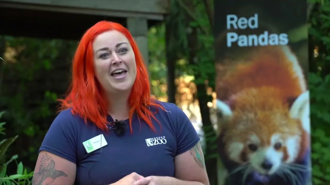 Senior Red Panda Moshu Enjoys Special Care, Snacks