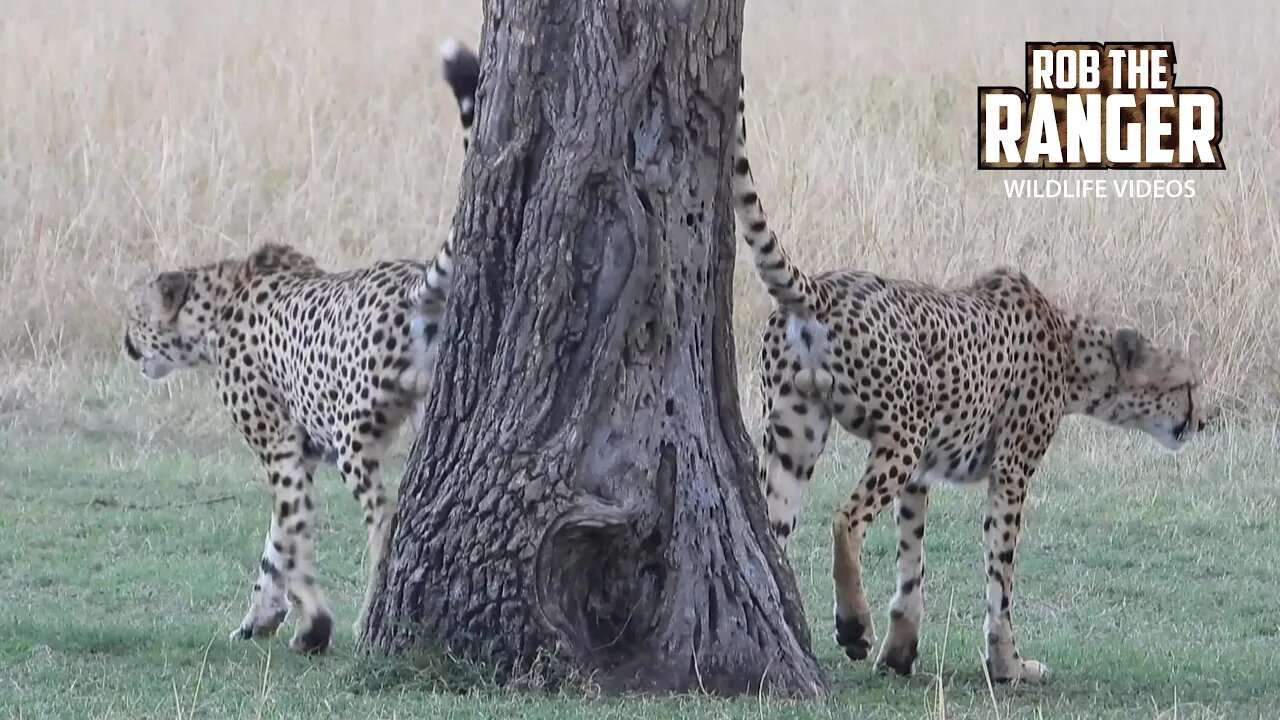 Cheetah Coalition Spot Lions, Chase Antelope | Maasai Mara Safari | Zebra Plains