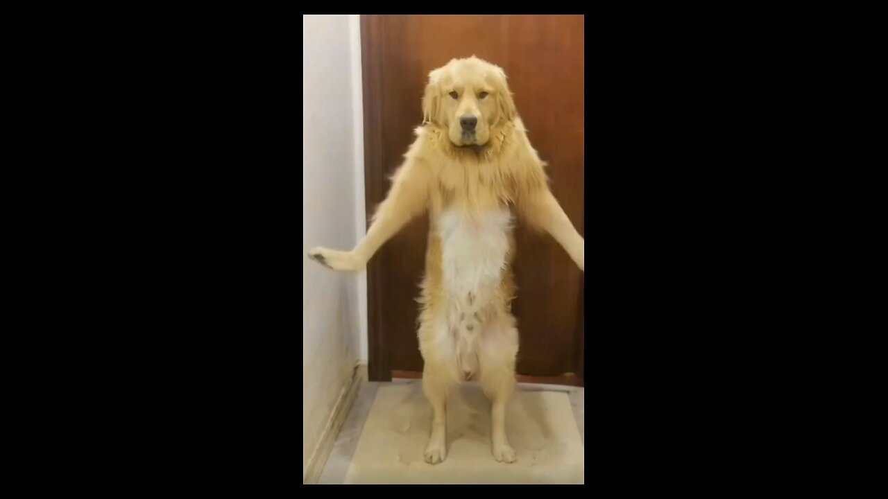 dog dancing