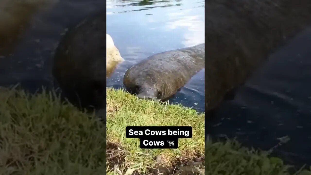 Sea Cow eating Grass