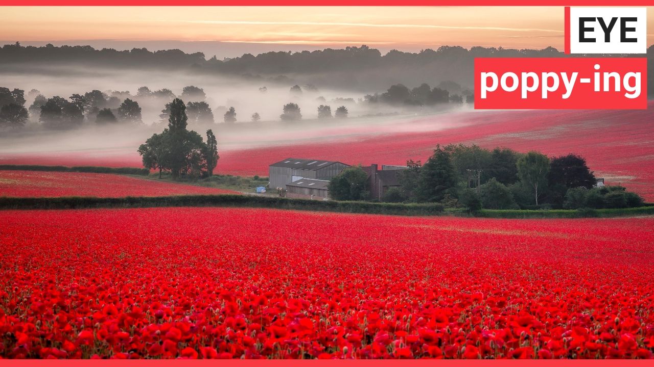 Landscape bursts to life with blooming poppies