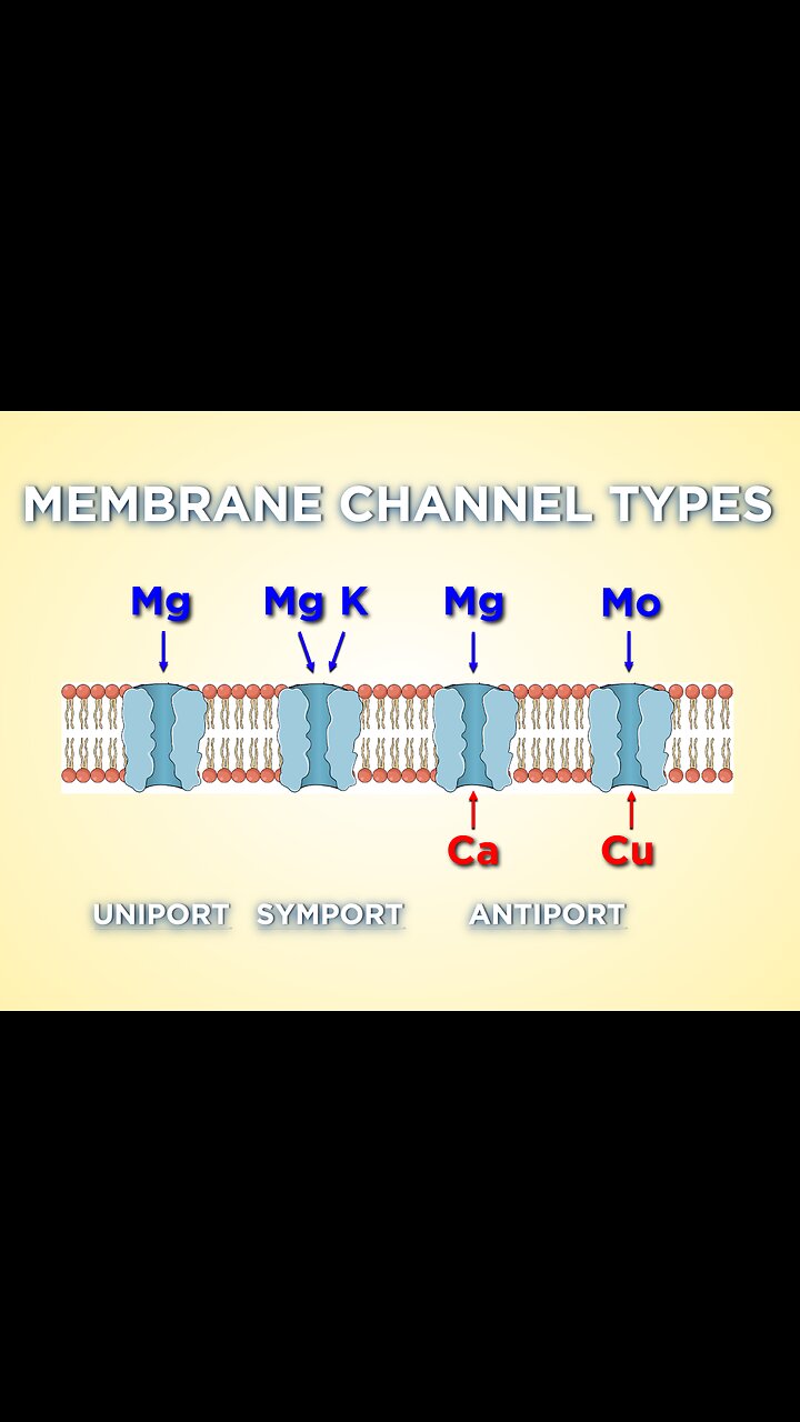 It is crucial to prevent the alteration of the cell membrane by building up strength and resiliency!