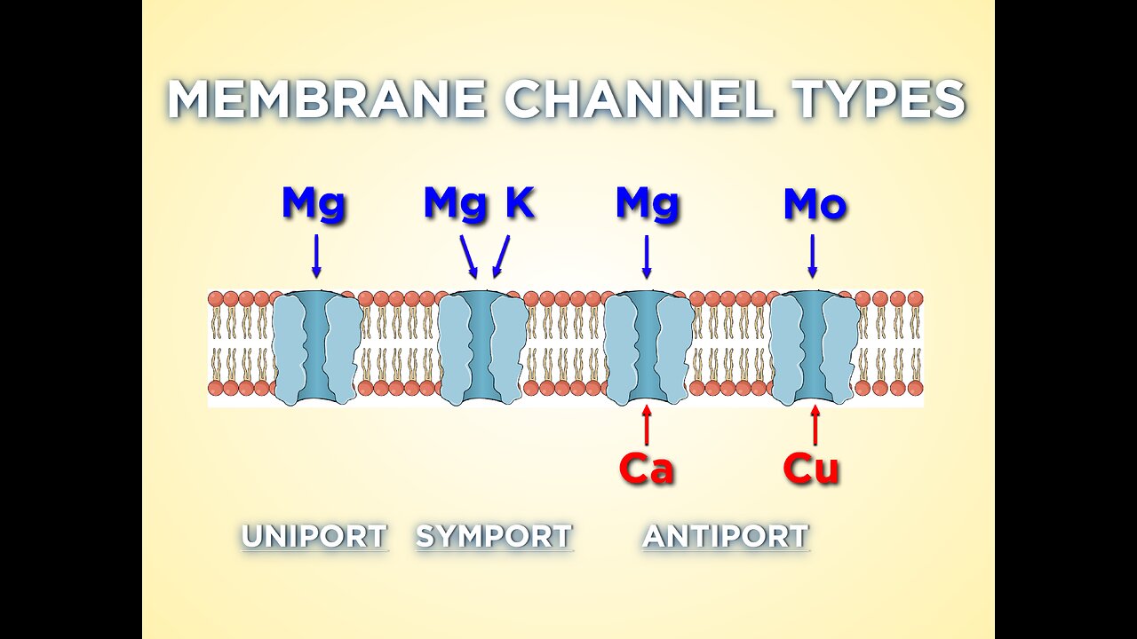 It is crucial to prevent the alteration of the cell membrane by building up strength and resiliency!
