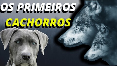 A ORIGEM DOS PRIMEIROS CACHORROS