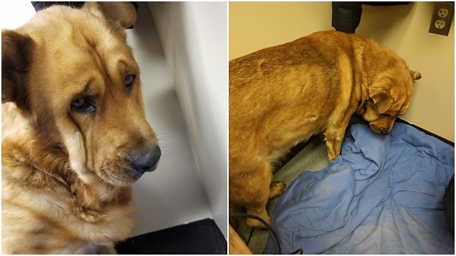The heartbroken dog only faced a wall and refused to be touched by anyone