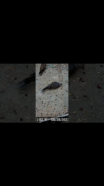 This Dove Has Different Tail Feathers Then The Rest! 🐦