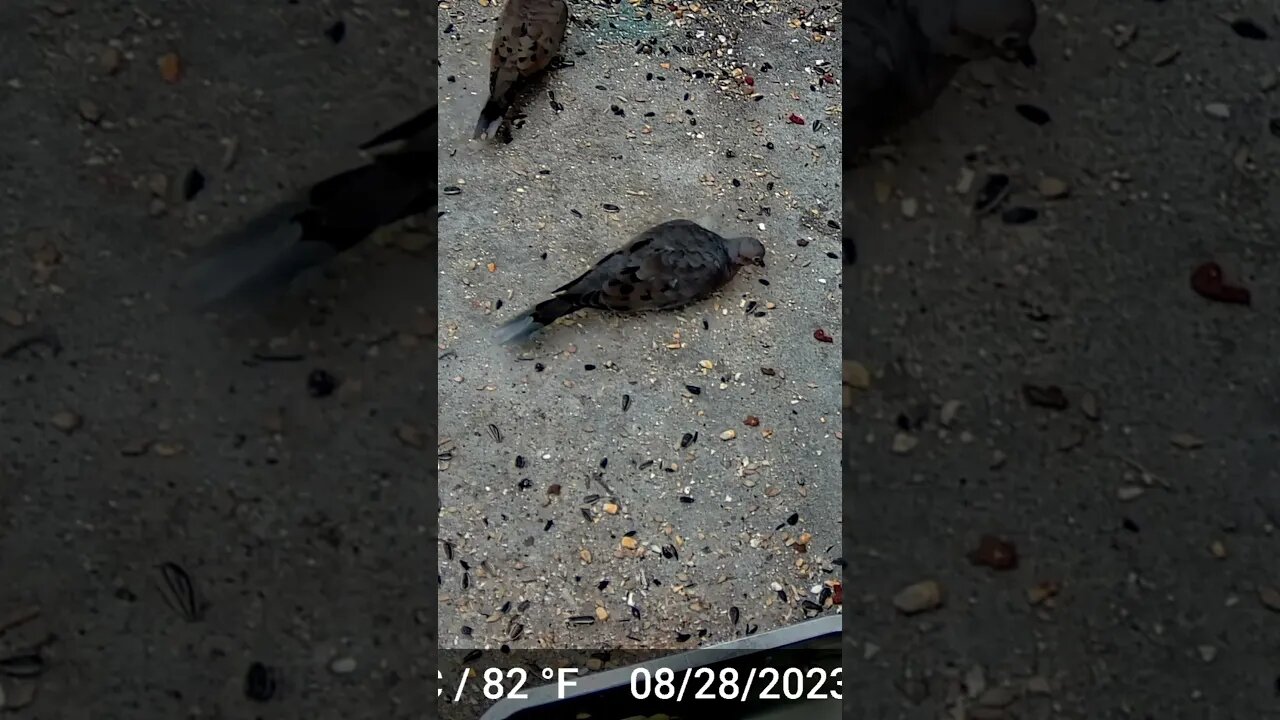 This Dove Has Different Tail Feathers Then The Rest! 🐦