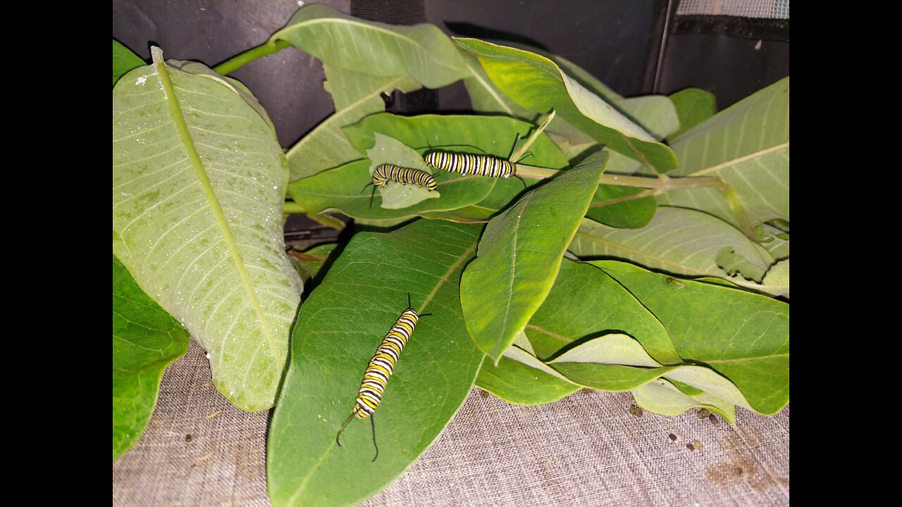 Monarch caterpillar house. a safe place for them to grow. 05