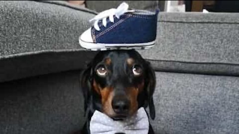 Meet Harlso, the Balancing Hound