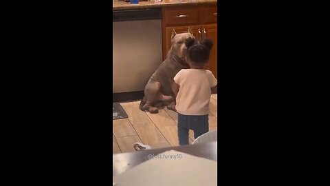 Baby loves dogs