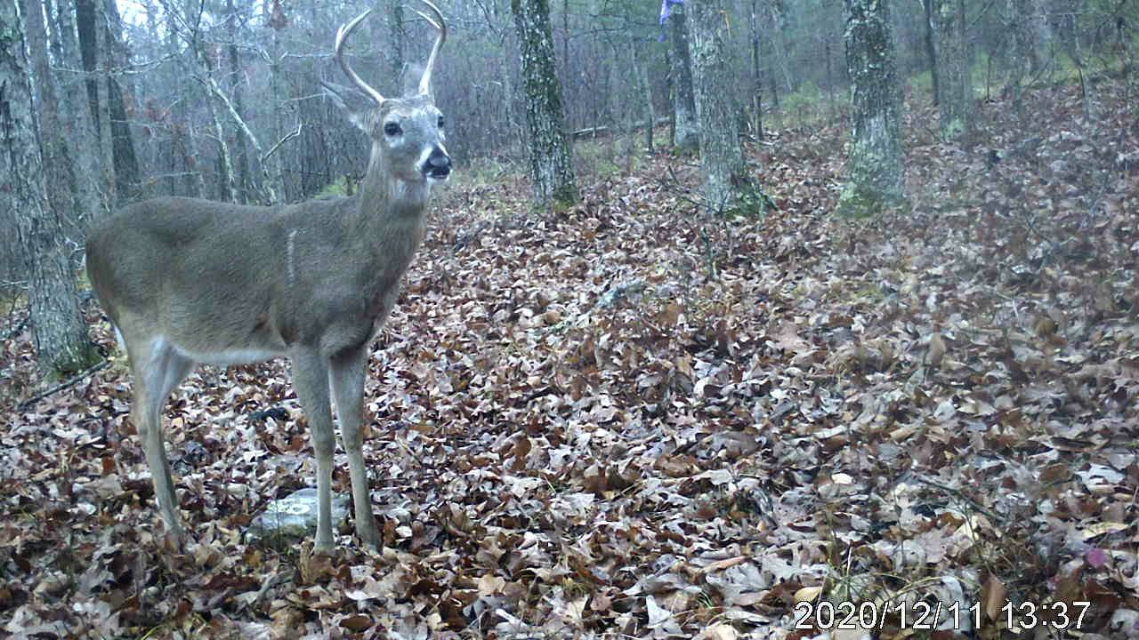 Young Buck Out of Luck