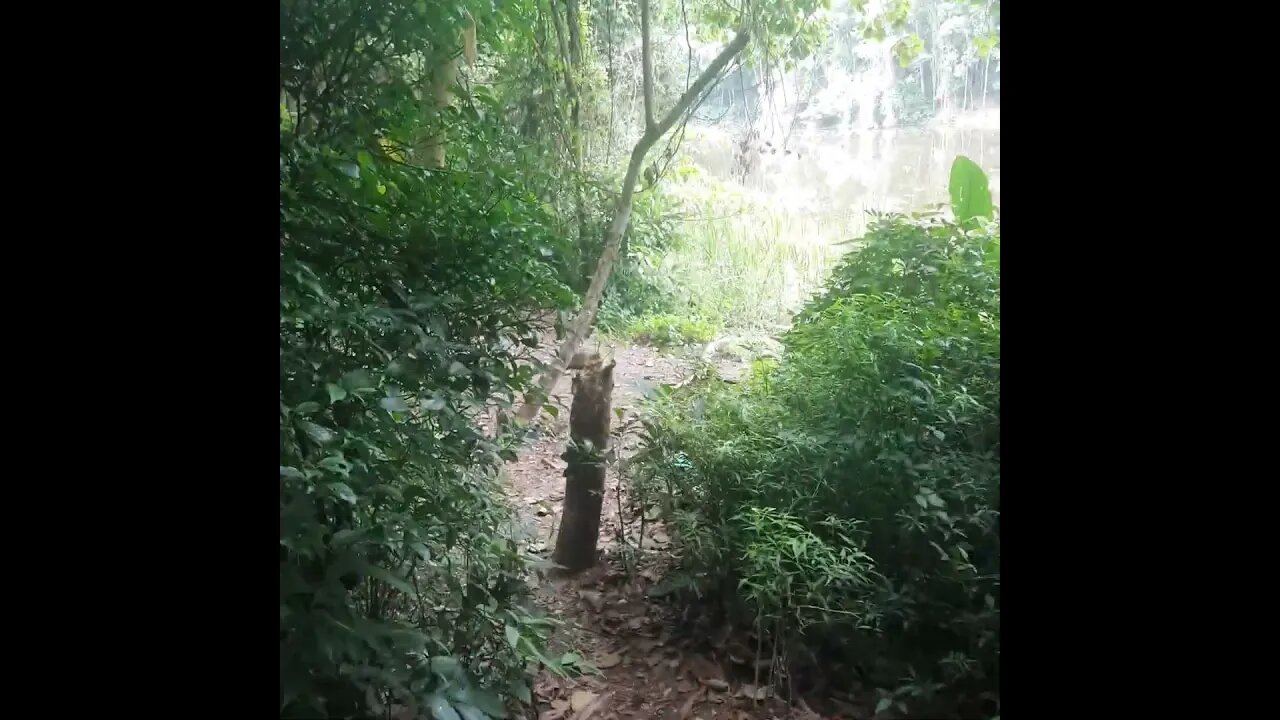 TRILHA NA CANTAREIRA PROXIMA AO RODOANEL NORTE LAGOA NO MEIO DA MATA