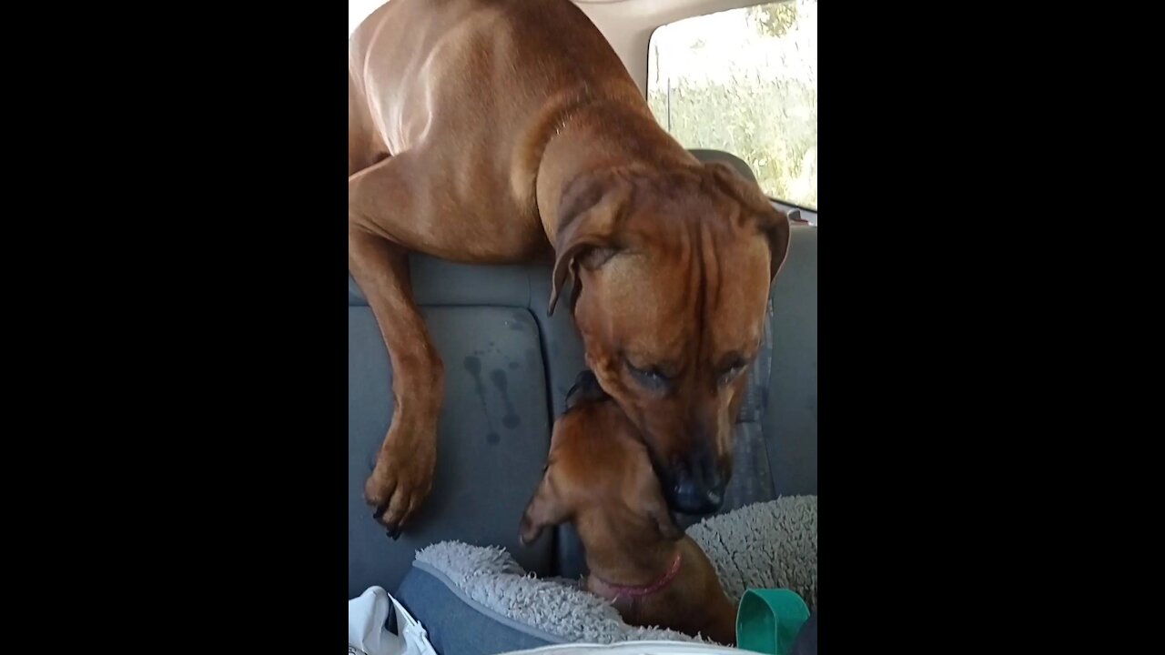 HE TROOLY, ROOLY, DROOLY LUVS HER!