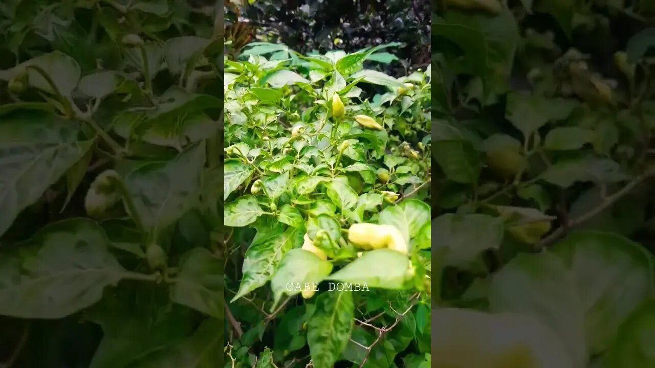 cabe #cabe #short #shorts