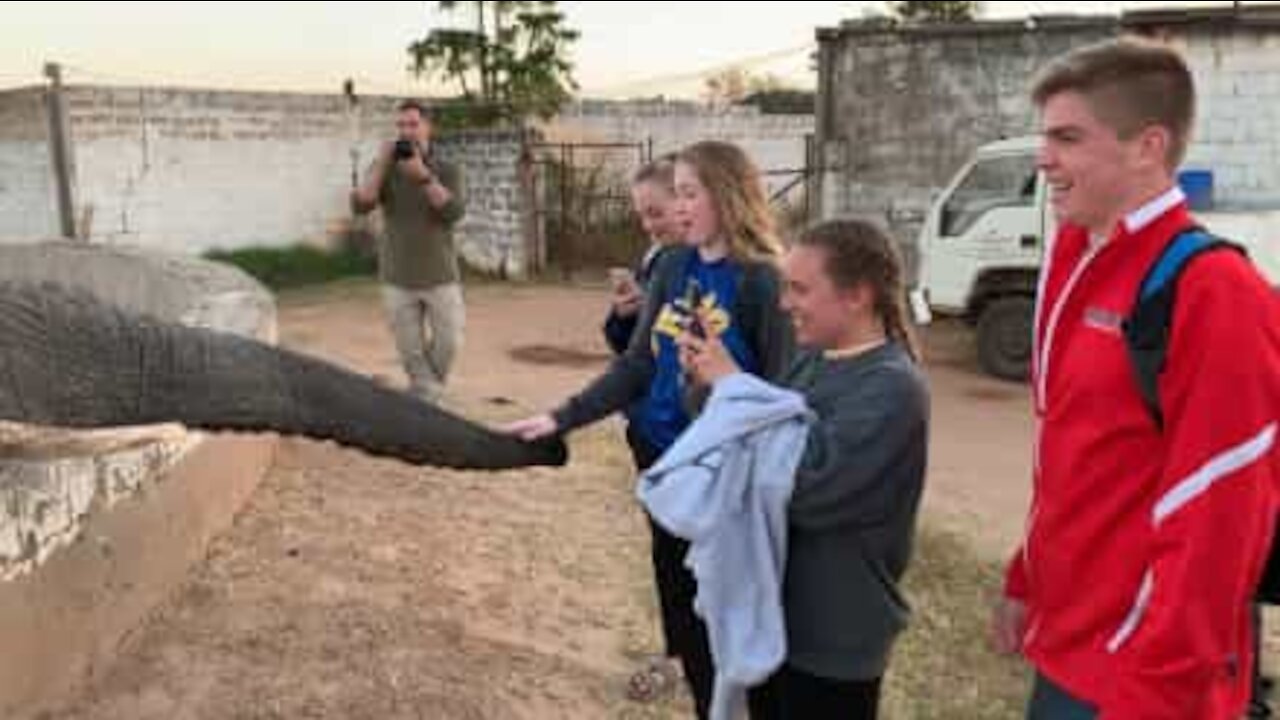 Une adolescente se fait gifler par un éléphant!