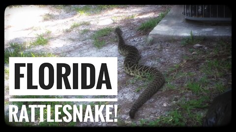 Monster Eastern Diamondback Rattlesnake in backyard! (Palm Coast, Florida) 🐍