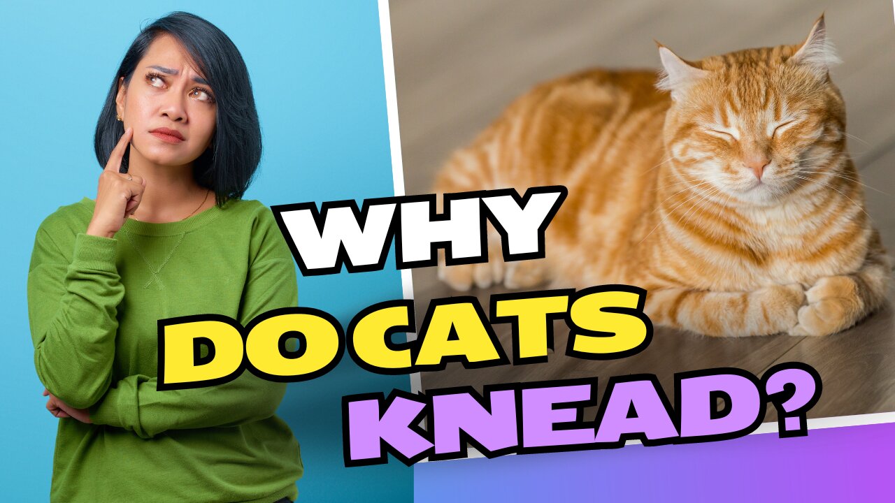 Why do Cats Knead?