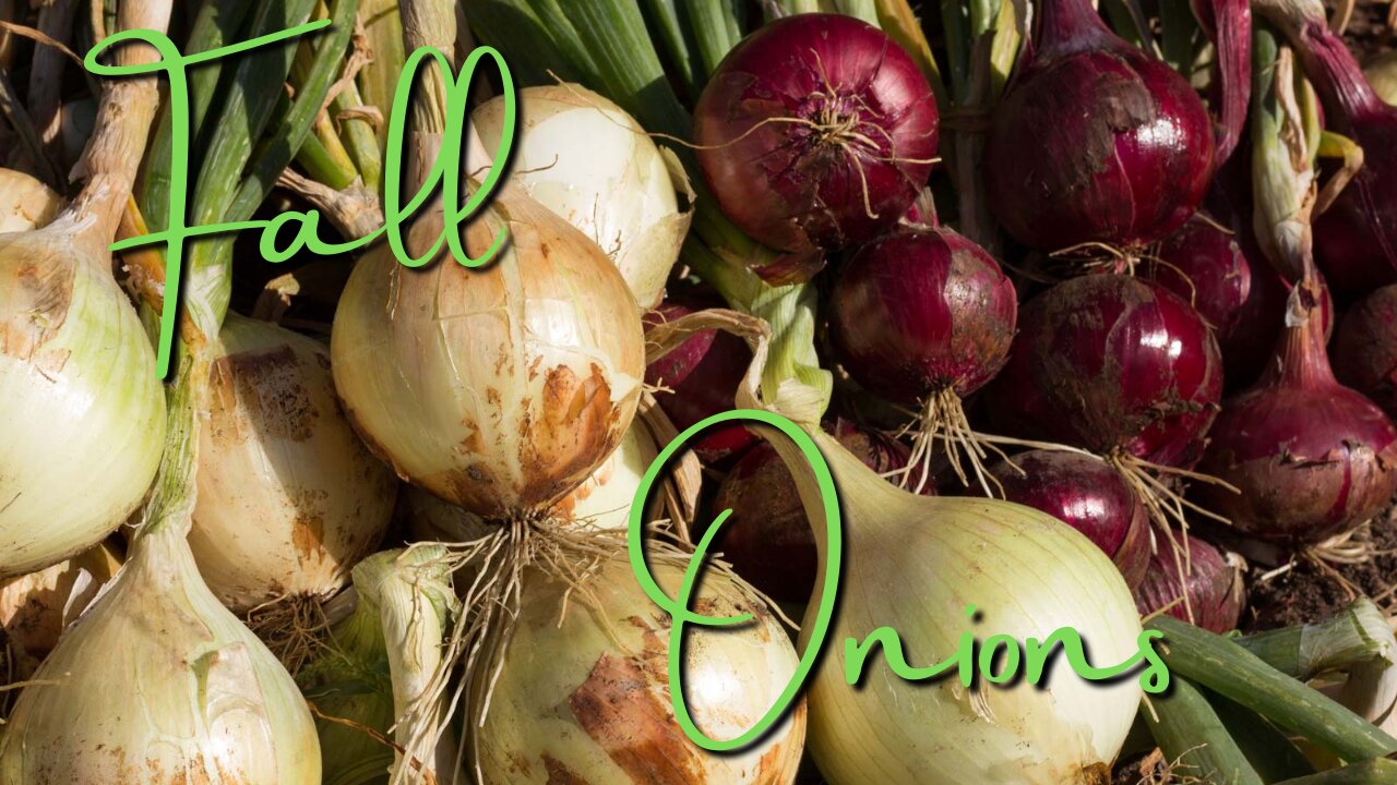 Fall onion planting and growing guide