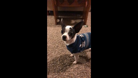 Adorable Piglet and Chihuahua!