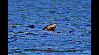 Otter Family