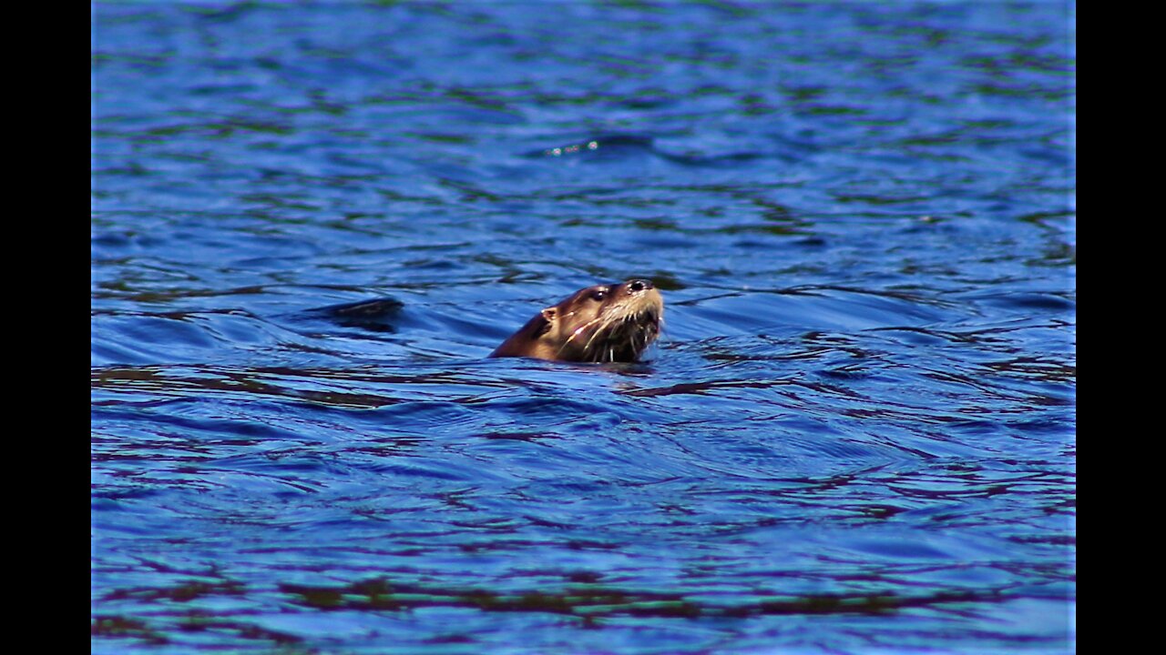 Otter Family