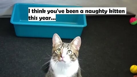 Kitten Rudolph Tells Me what He Wants for Christmas