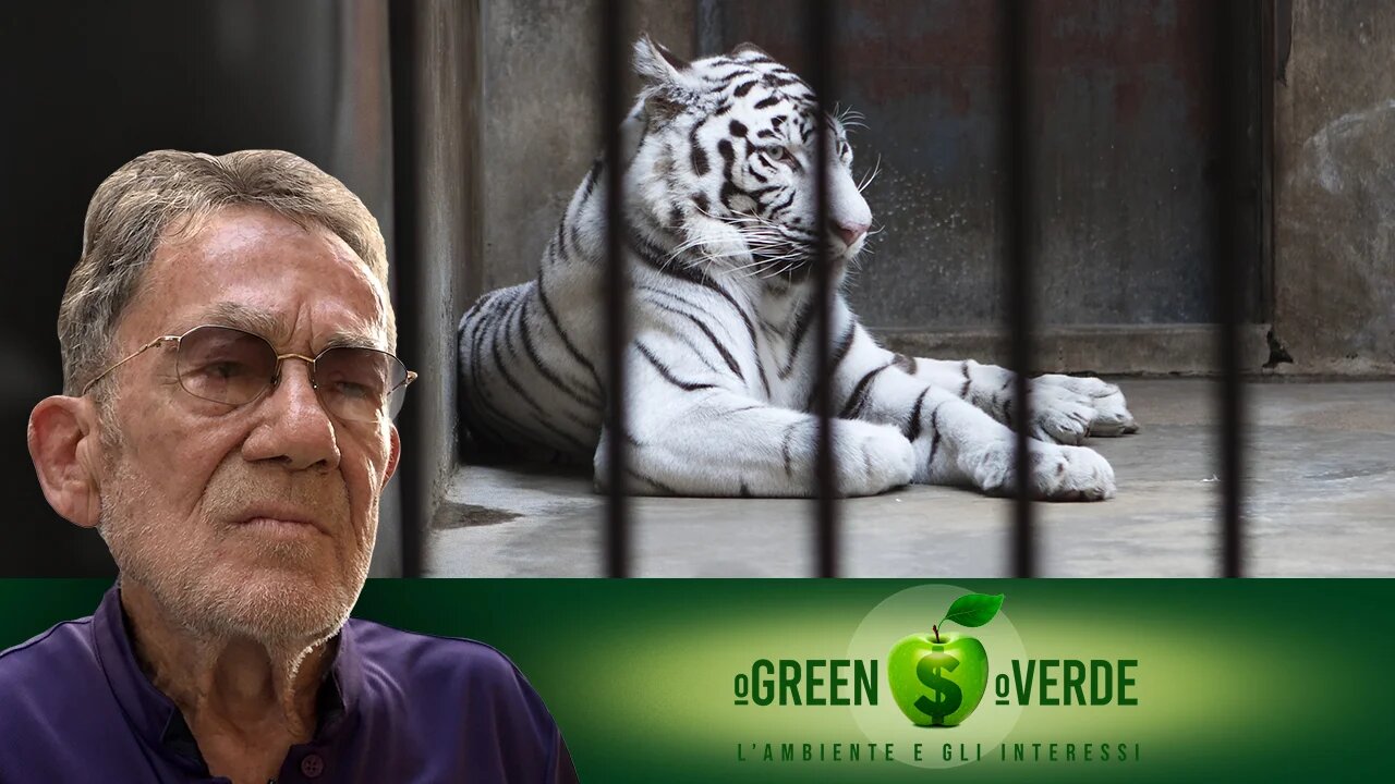 E CON GLI ANIMALI COME LA METTIAMO? - Fulvio Grimaldi in O GREEN O VERDE, ambiente e interessi