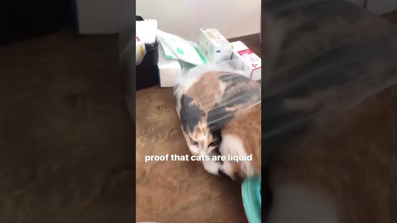 Cute Funny Cat - 85 #shorts #funny #animals