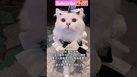 2023 SO CUTE BEAUTY CAT! 🥰😽 part -13 || #shortsfeed #cat #youtubepets