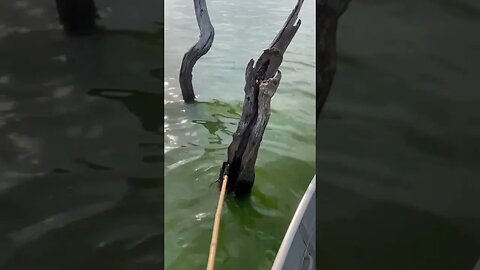 Cobra no buraco do tronco , cuidado amigos pescadores .