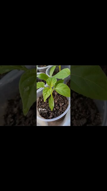 Tangerine Dream So Many Peppers