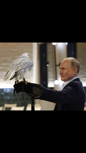 BREAKING! Western Media: Putin Tortures and Weaponises Animals - Gyrfalcon!