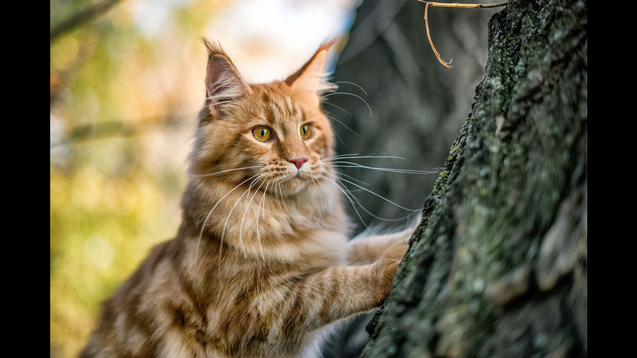 Mama cat come home when hearing baby was cry