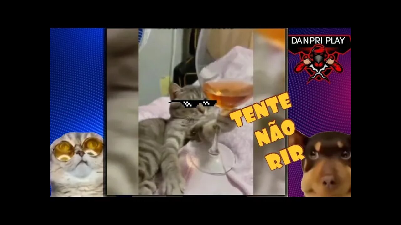 TENTE NÃO RIR - MD CAT (MD CHEFE) 😂