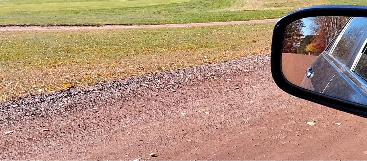 Honey Bee Chihuahua enjoying her fall ride