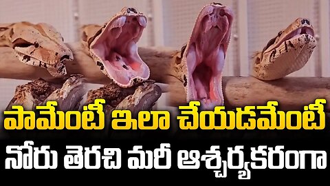 పామేంటీ ఇలా చేయడమేంటీ.. నోరు తెరచి మరీ ఆశ్చర్యకరంగా #snake #yawns #yawning #viralvideo | FBTV NEWS