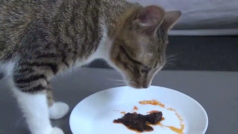 Squid Is No Food for a Cat