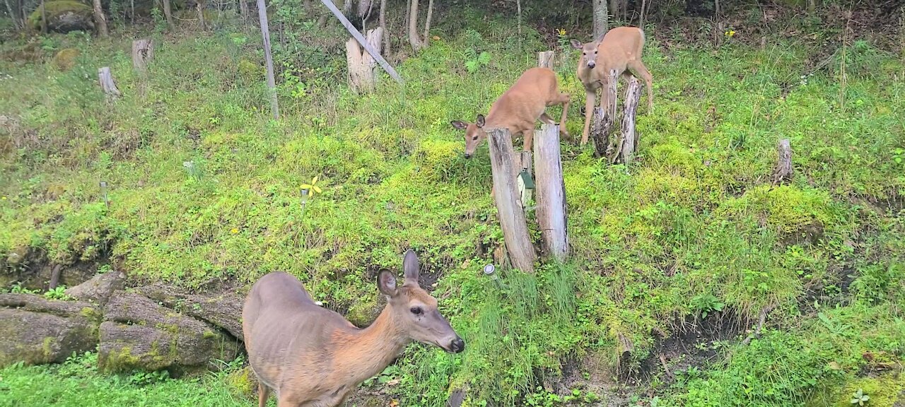 The twins are getting bigger