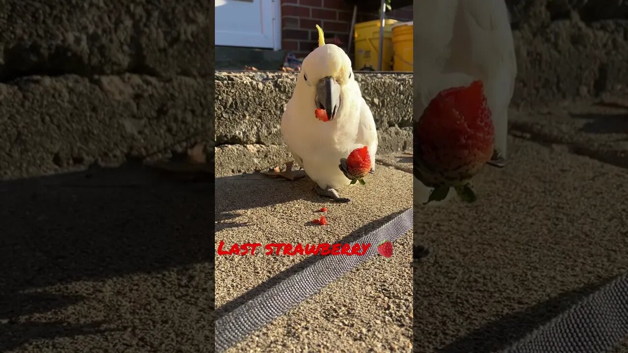 Last garden strawberry 🍓 #cutepets #shorts #parrot #cockatoo #garden #strawberry