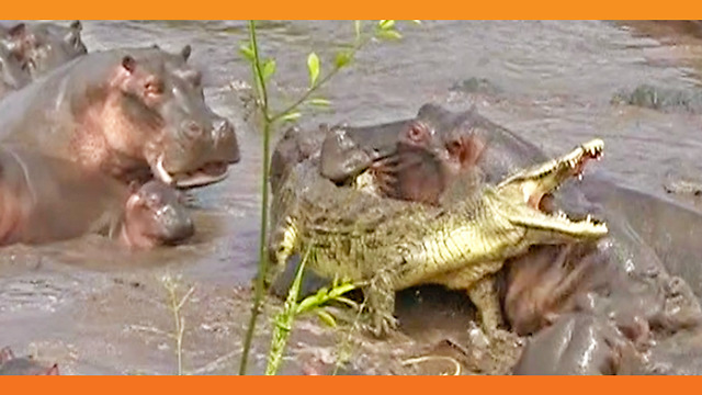 30+ Hippos Attack One Crocodile