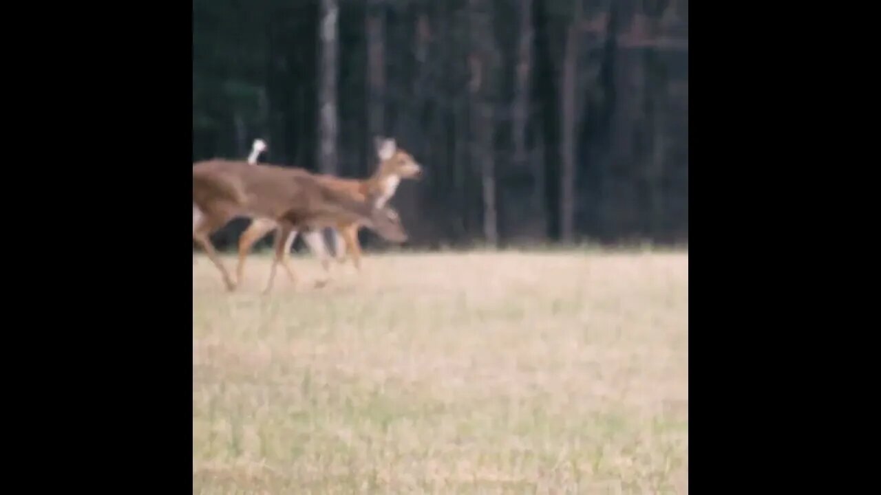 Deer in Georgia