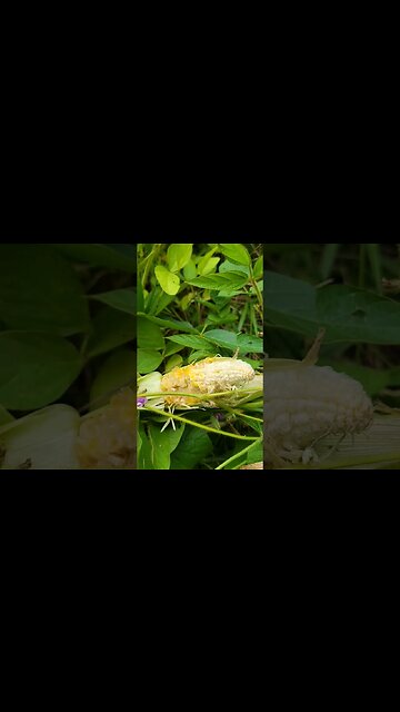 I've Got Corn Thieves! 🌽