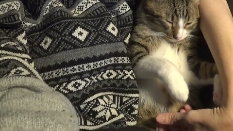 Sly Purring Cat Sleeps in Hooman's Arms